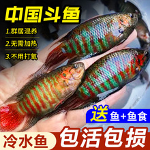 中国斗鱼巨普活体活鱼冷水淡水观赏鱼好 养不打氧小型鱼好养活鱼