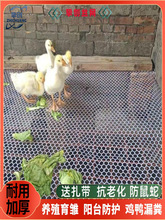 养殖育雏鸡鸭鹅漏粪塑料网鸽笼地网阳台防猫防护隔离鱼塘围网