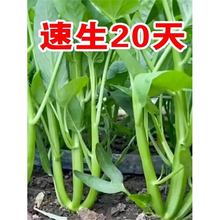 正宗三叉空心菜种籽四季大叶柳叶水空心菜种子白梗家庭种植小叶菜