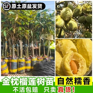 Durian Tree Live Seedlings Grafted Fruit Saplings Golden Pillow Durian Seedlings Planted in the South Jackfruit Seedlings Potted Musang King Ground Planting