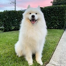 批发萨摩耶雪橇犬幼犬活体狗狗萨摩耶伴侣犬玩赏犬幼崽犬宠物狗狗