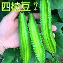 ���ⶹ�N����ɫ�߮a�Gɫ�����߲��r���Ľǻʵ۶��ˈ@ͥԺ�߲˷N��