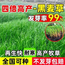 多年生黑麦草种籽子牧草种子畜牧养殖草籽鸡鸭鹅牛羊鱼草种籽四季