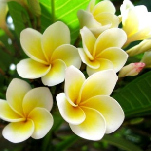 Plumeria seeds spring and autumn sowing courtyard balcony potted four seasons easy to grow scenic flower sea flowers seeds full