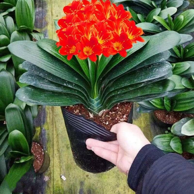 ไม้กระถาง Clivia สี่ฤดูพร้อมดอกตูมต้นกล้าเก่าต้นกล้าใหญ่และเล็กดอกไม้สีเขียวปลูกง่ายหัวกลมพระดอกไม้พืชในร่ม