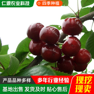 Base Direct Supply of Cherry Seedlings, Cherry Saplings, Cherry Trees, Potted Large Cherry Seedlings Planted in the South and North