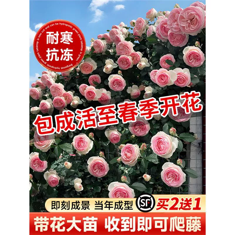 Очень большие женские розовые саженцы, вьющиеся розовые растения, цветущие в любое время года, вьющиеся растения во дворе, уличные цветочные горшки.