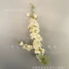 Шампань (дельфиниум)