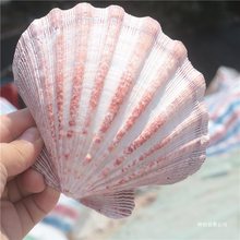 【】天然海螺贝壳彩色大扇贝狮爪贝水族鱼缸造景家居装饰