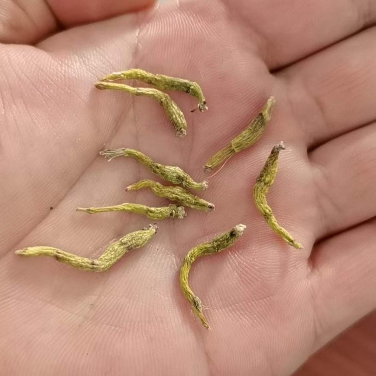 Huoshan Mi Hu Dried Stems 100g Premium Dendrobium Herb for Daily Herbal Tea and Soup preparation