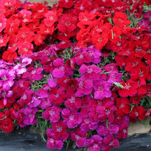 ��������ʯ�񻨷N���ļ����N�_�����������ɫ�Wʯ��ͥԺ����