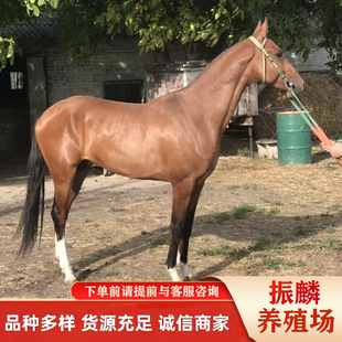 ��Ѫ�R�Bֳ���۸�����Ѫ�R�r����˹�m�Rƥ���ۂ����T���R���^�R