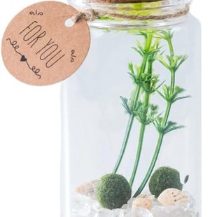 Cross-Border New Creative Interesting Transparent Glass Bottle Drift Bottle Wishing Bottle Glass Bottle