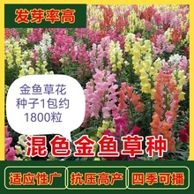 ~ݷNֲļܲͥԺ̨ͺֲﻨݷN