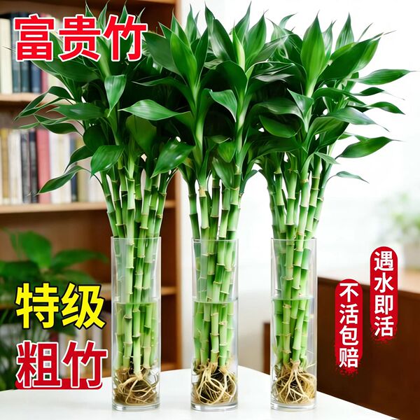 Rich bamboo hydroponic plant indoor living room rich bamboo with…