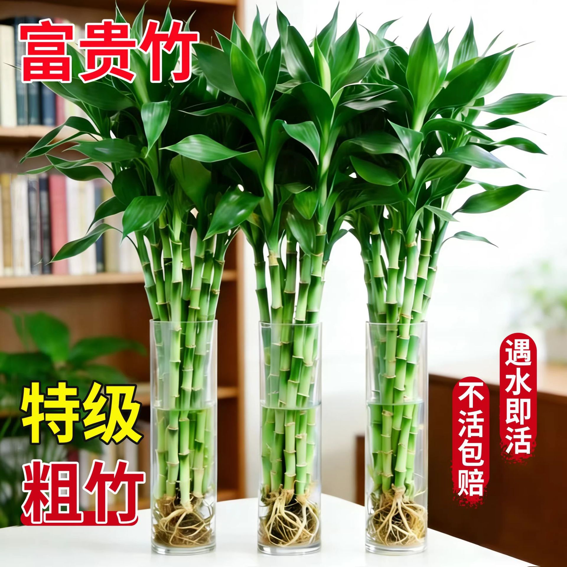 Rich bamboo hydroponic plant indoor living room rich bamboo with…