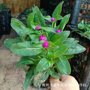 ǧ�ռt���԰��ռt���玧����ͥԺ�����_�������͟����⻨�@�Gֲ��