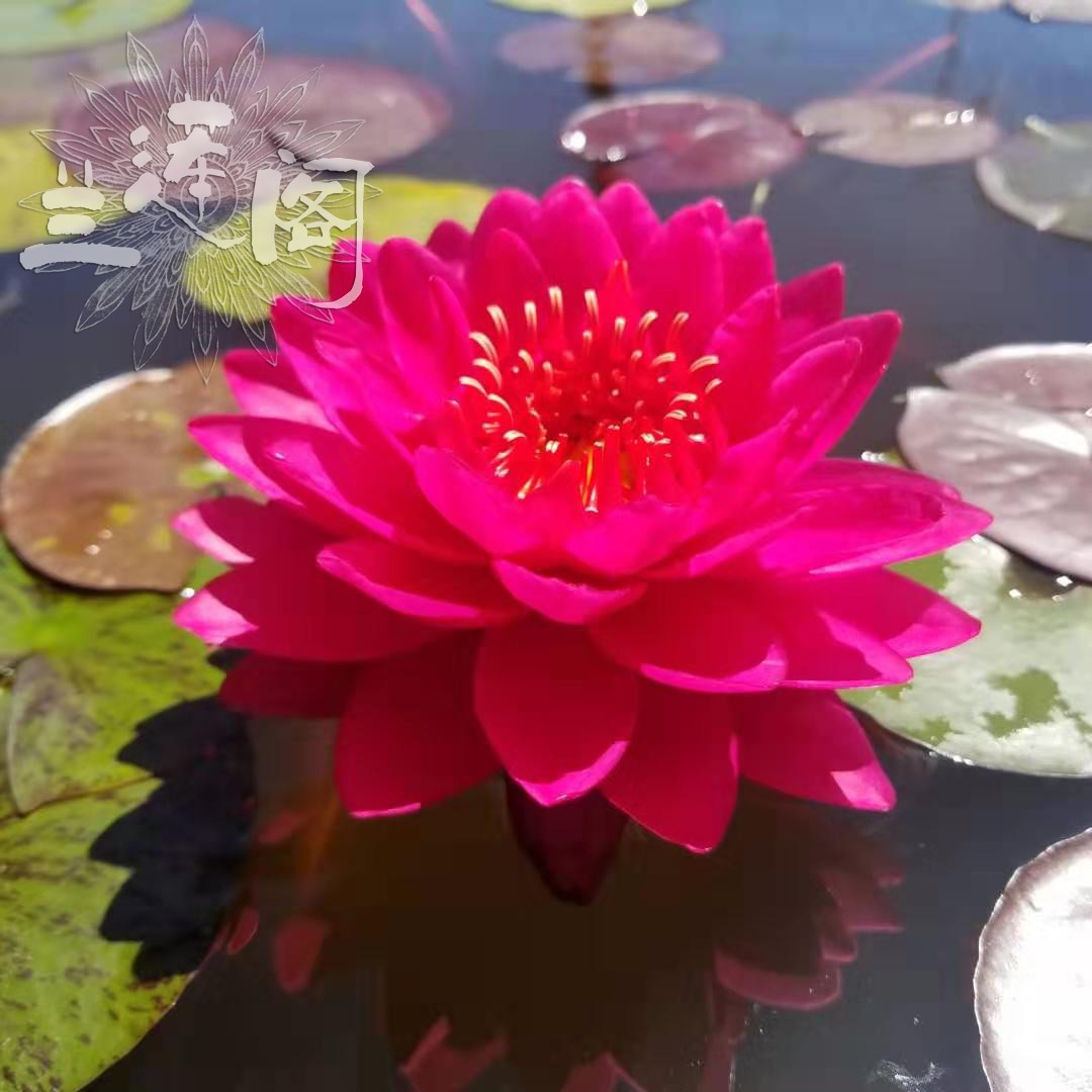 山莓耐寒属睡莲大型品种带花发货 种苗花卉网