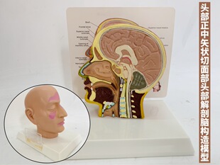 Head median transverse section model facial model head anatomy model brain anatomy structure brain model