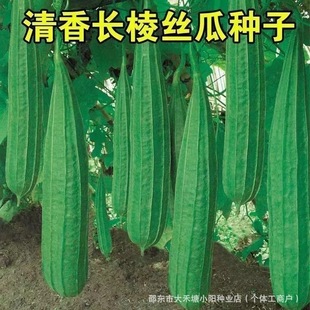 ���L��z�ϷN���Ѹ߮a�͟�z�ϷN��Ƥ������߲˷N�Ӵ�ȫ