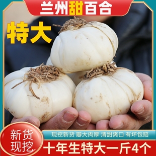 Fresh Edible Sweet Lilies from Lanzhou, Freshly Dug from Both Ends, Gansu Specialty Grade, Ten-Year-Old Large Fruits from Xiyuan Orchard, Freshly Dug New Stock