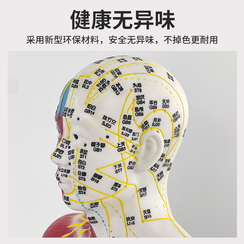 ʮ�ľ�Ѩģ�͸�85cm��ҽ����Ѩλ �������ģ�Ͱ�Ƥ�뼡����ģ��