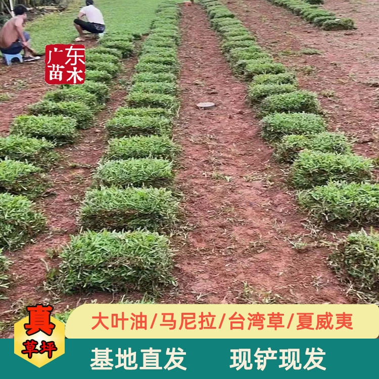 Большой Лист Масло Трава Блок Трава Рулон Многоцветный Газон Двор Парк Пейзаж Озеленение Проекта Трава База Оптовая