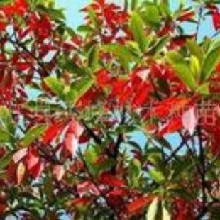 ���l���Ͷ�Ӣ ������Ӣ���� �辰��Ӣ���� ˇ�g��Ӣ���� �Ž���Ӣ