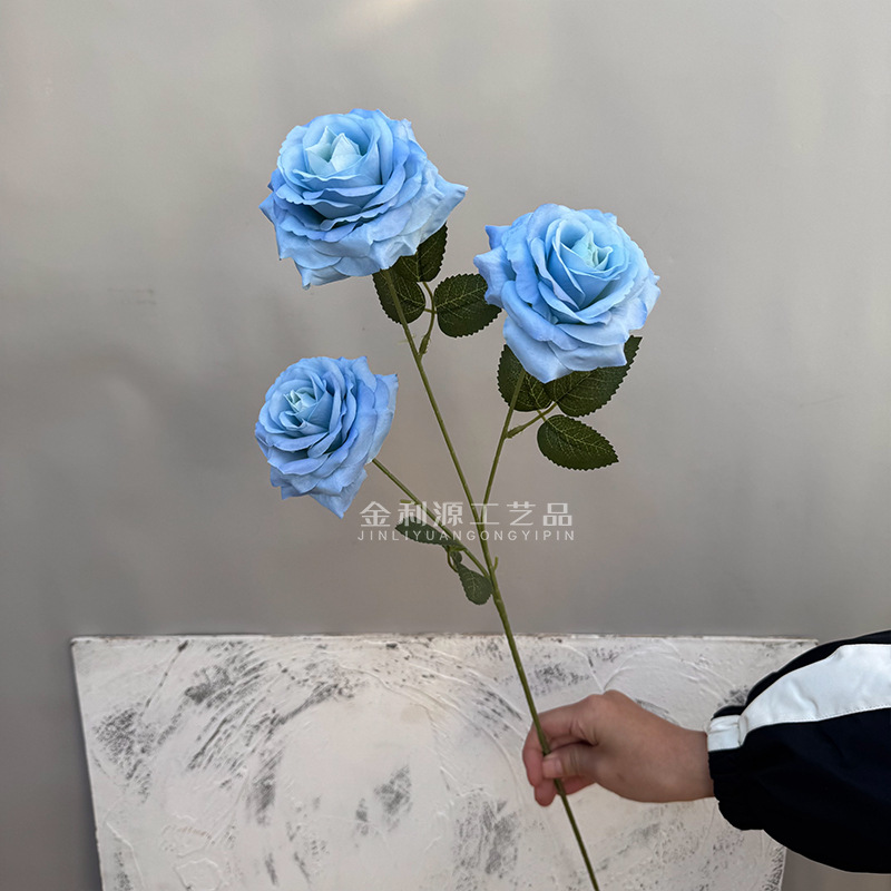 Real object without green leaves 3-head lover rose blue