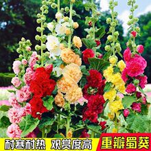 �ذ�������N���ļ�����һ�ɼt���N��ͥԺ�̨�������׻�ܷN��