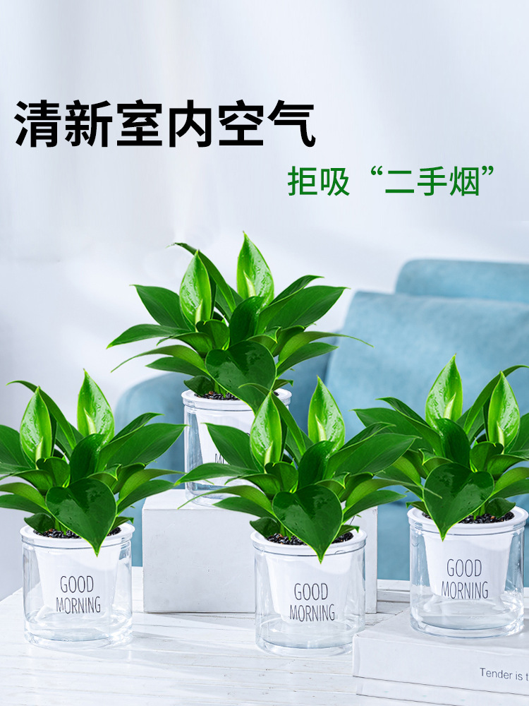 골드 다이아몬드 화분 25-30cm 4개 + 굿모닝 화분 + 영양액 4개 [화분 4개 특별 제공] ✦