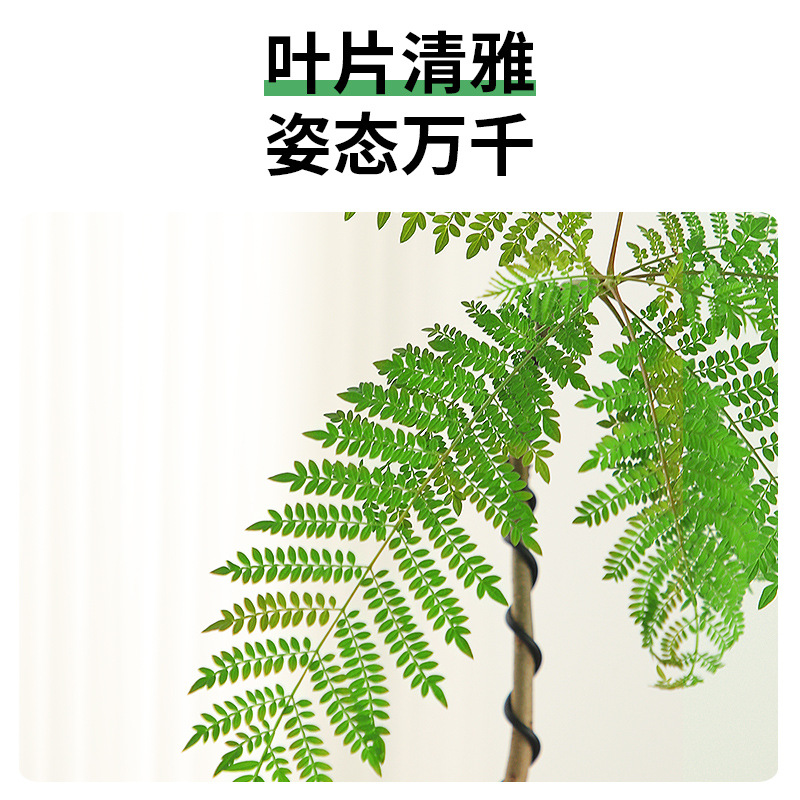 蓝花楹盆栽室内办公室绿植日式风格客厅电视柜旁边植物四季好养活