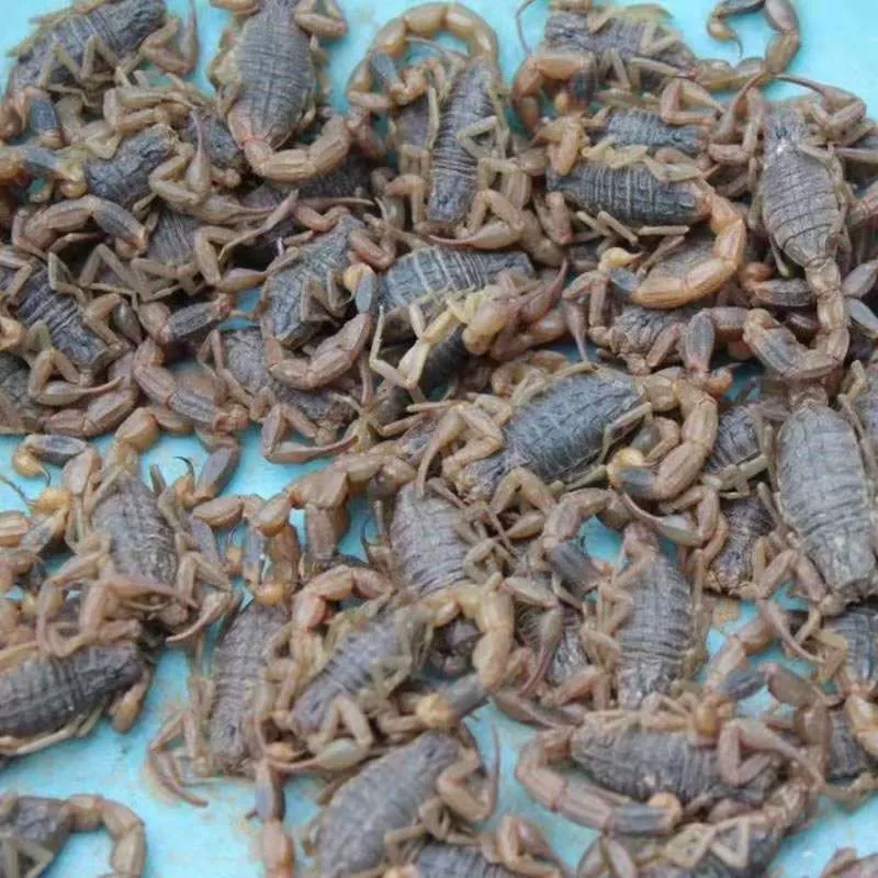 Скорпион живой Скорпион суп медицина жареное вино медицина Скорпион живая многоножка живой туюань живой червь Шершень живой