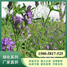 紫草籽 紫草籽品牌 图片 价格 紫草籽批发 阿里巴巴