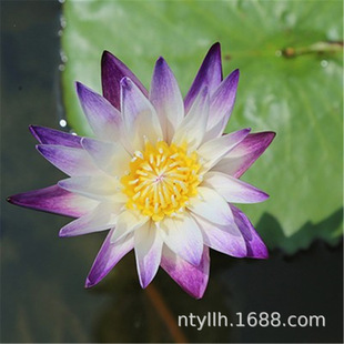 ����ˮ�ش�˯ɏ���Kˮ��ֲ���ļ�ˮ�Bɏ�����Ի��ܺɻ�˯ɏ�����o