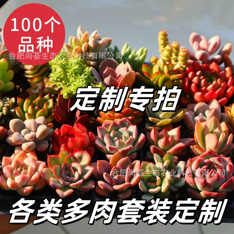 Набор суккулентов: маленькие суккуленты для украшения балкона, комбинированные растения в горшках, зелень для сада и балкона