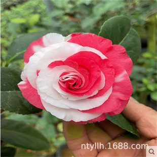 ِŮɽ軨ϡFƷNϘ辰ɫ̨Gֲ