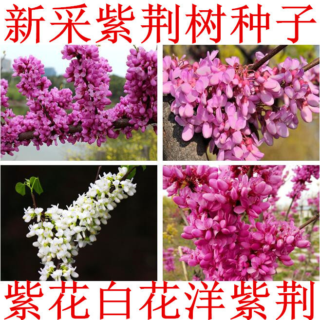 批发巨紫荆种子紫荆种子多花紫荆树种子洋紫荆加拿大宫粉紫荆种子