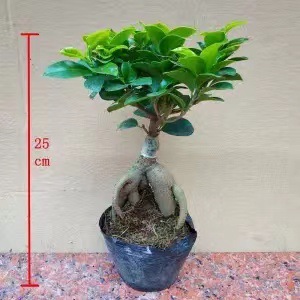 Panax banyan hojas banyan modelado bonsai interior planta de terraza en maceta plantación verde banyan viejo estaca fácil de cultivar cuatro estaciones