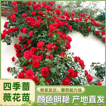 �����Nޱ�����¼�õ���ļ��_��50-60����������ԮͥԺ��������