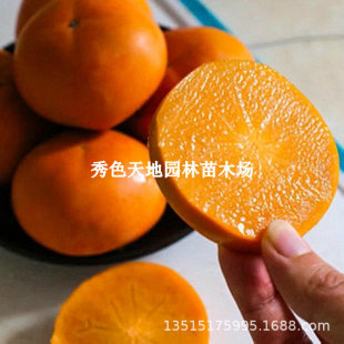 �ձ�̫���������޽��ձ�����o�����ӹ��������Ե��Ԯ���Y��