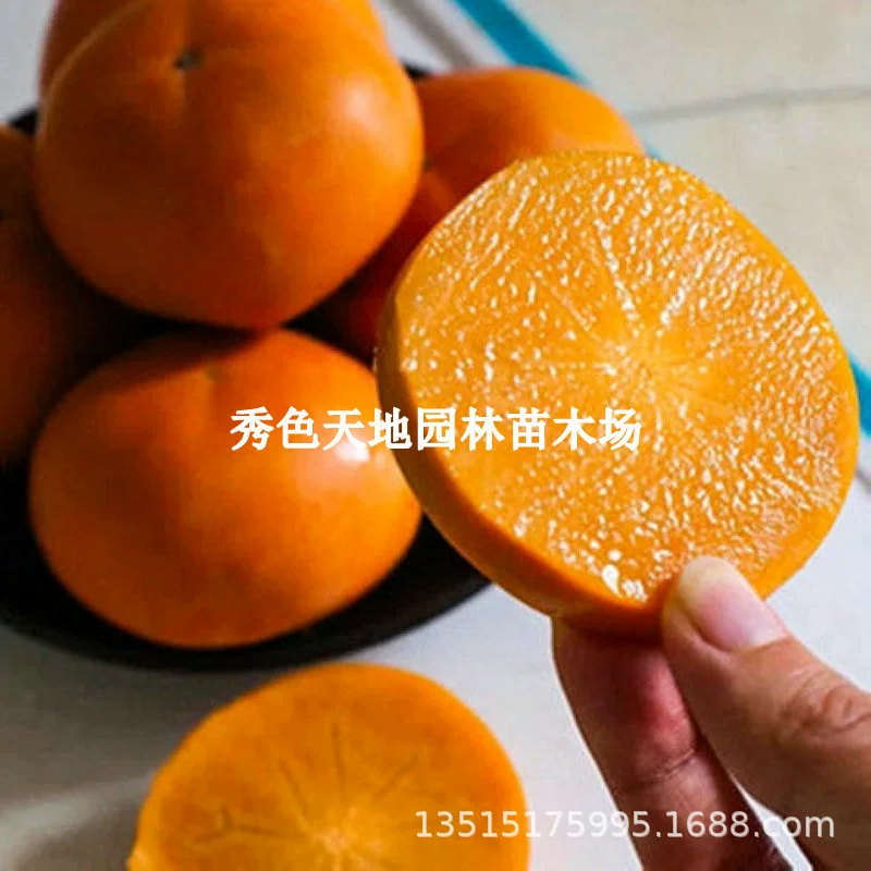 Прививка рассады японской хурмы тайцю Японская хрустящая Сладкая хурма без косточек Фруктовое дерево Рассада в горшках Полевая посадка Результаты текущего года