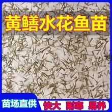 �S�Xˮ���~�絾��Ұ�����S�X�P���X�Lβ�~�X�~���ͺ��׻���