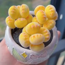 多肉熊爪植物熊童子【锦】黄色熊掌新款多肉室内阳台桌面盆栽