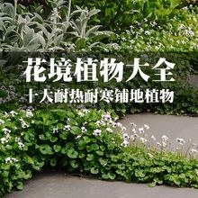 花园庭院花境铺地花草地被矮生植物过路黄姬岩垂草佛甲草耐寒耐热