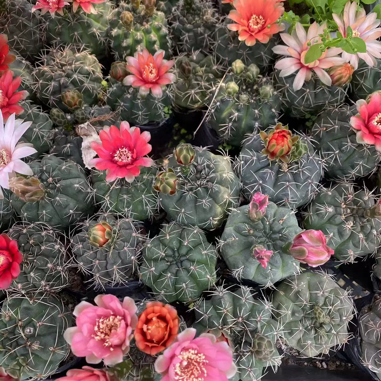 Слепота 3-4 см