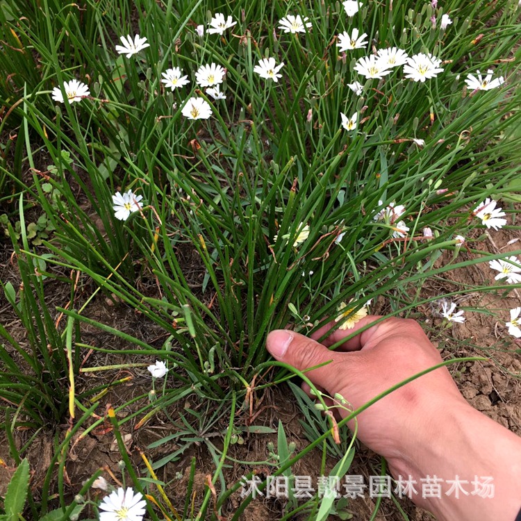 大花蔥蘭 韭蘭價格 打造廣場花海園林 多年生草本植物 長期供應