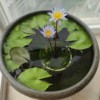 Mini Water Lily with Flowers Black Black Beauty Family Potted Hydroponic Plants Four Seasons Flower Bowl Lotus Root Block