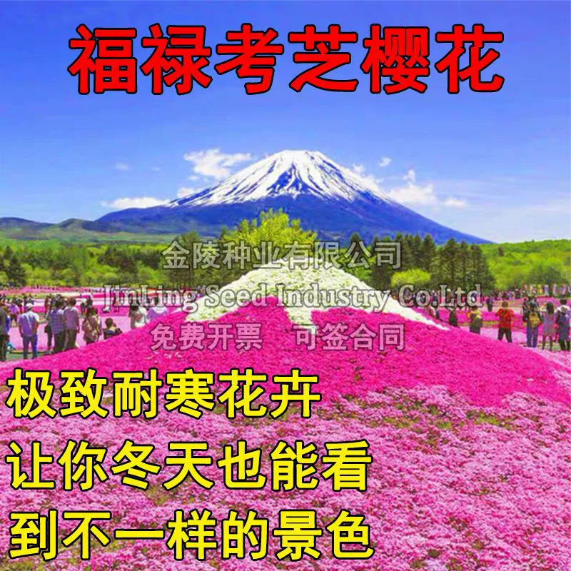 Семена сакуры Семена флоксов семена цветов Четыре сезона на открытом воздухе Северный балкон см. почву живые цветочные семена