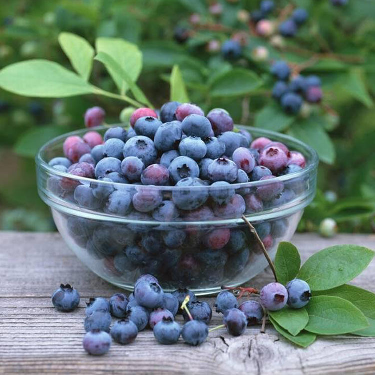 ҩ���㾫����ľ�㾫��ʯ���㾫����ݮ�㾫�������㾫���ջ��㾫